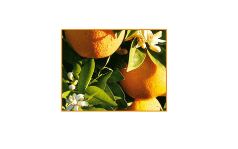 Apelsīns (Calendula), 5ml