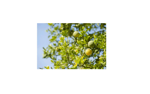 Bergamote (Calendula), 5ml x