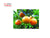 Mandarīns sarkanais (Calendula), 5ml